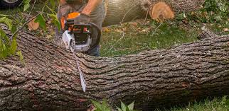 How Our Tree Care Process Works  in  La Crescent, MN